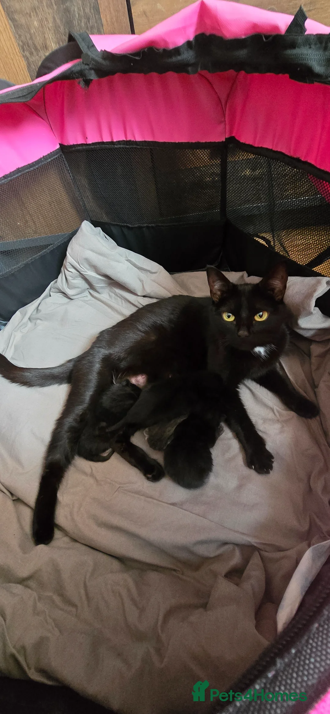 Mixed Breed cats for sale: 4 boys  in Hull - Advert 12