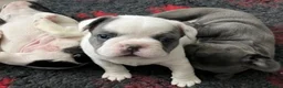 French Bulldog dogs for sale: Champion PURE French Bulldog puppies for sale - Advert 2