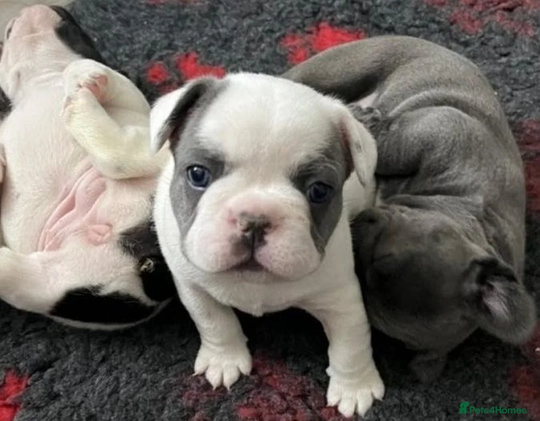 French Bulldog dogs for sale: Champion PURE French Bulldog puppies for sale - Advert 2
