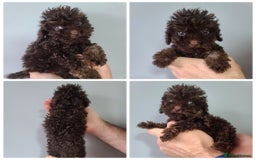Cavapoo dogs for sale: *VIDEOS* F1b Cavapoos. Chocolate & Tan. DNA tested - Image 3