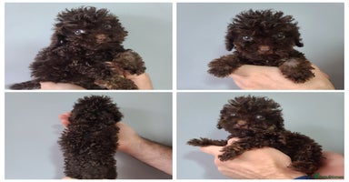 Cavapoo dogs - Advert 5