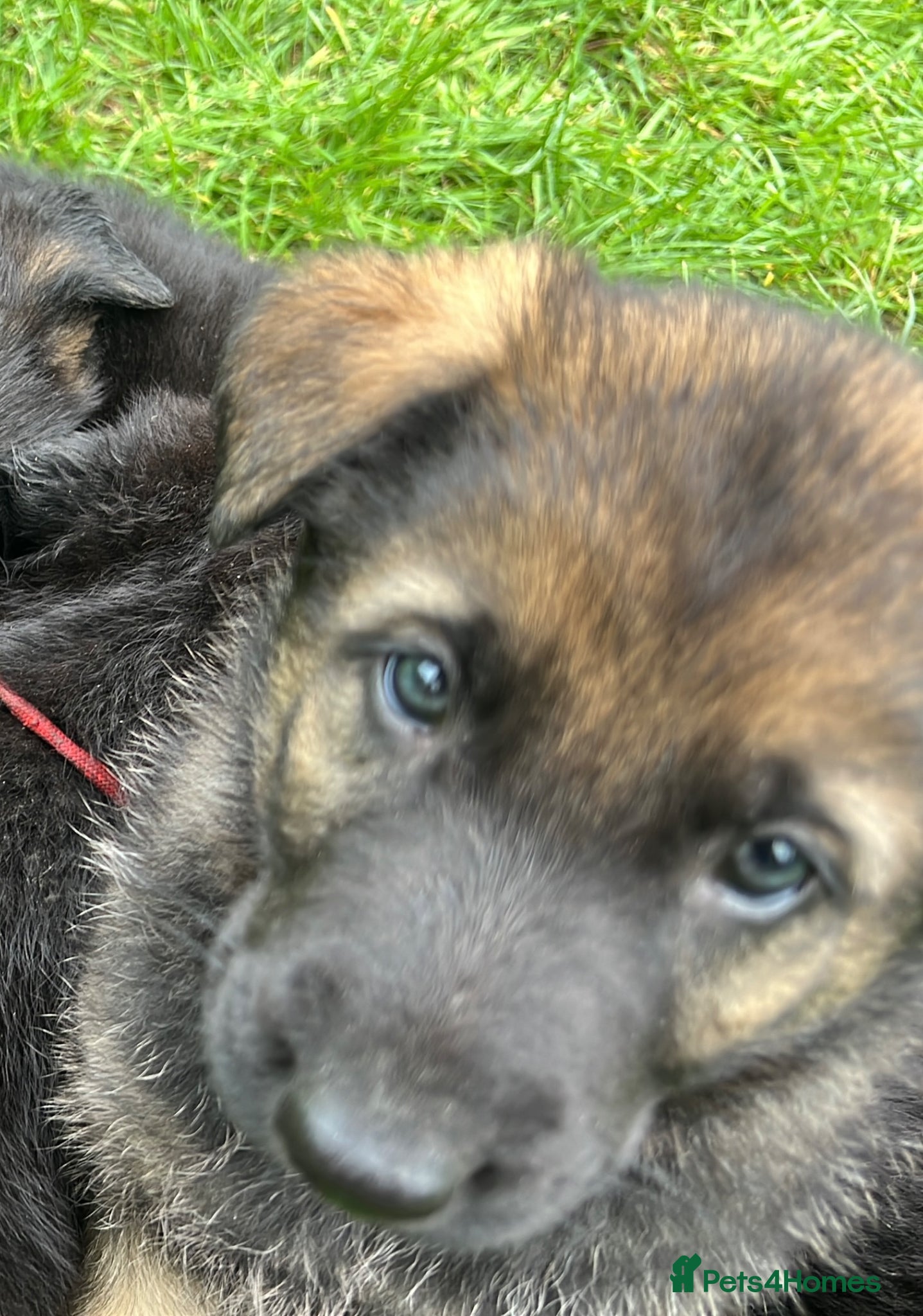 German Shepherd dogs Straight Back w/line German Shepherd puppies - Advert 15