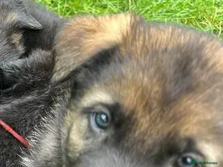 German Shepherd dogs Straight Back w/line German Shepherd puppies - Advert 15