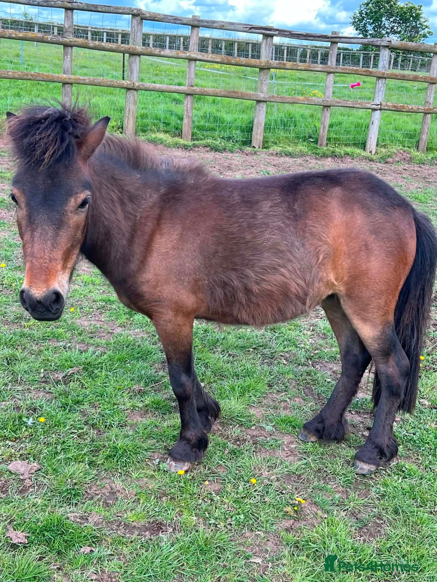 Dartmoor horses Dartmoor shetland pony  - Advert 2