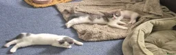 Mixed Breed cats for sale: Beautiful kittens ready for new home - Advert 4