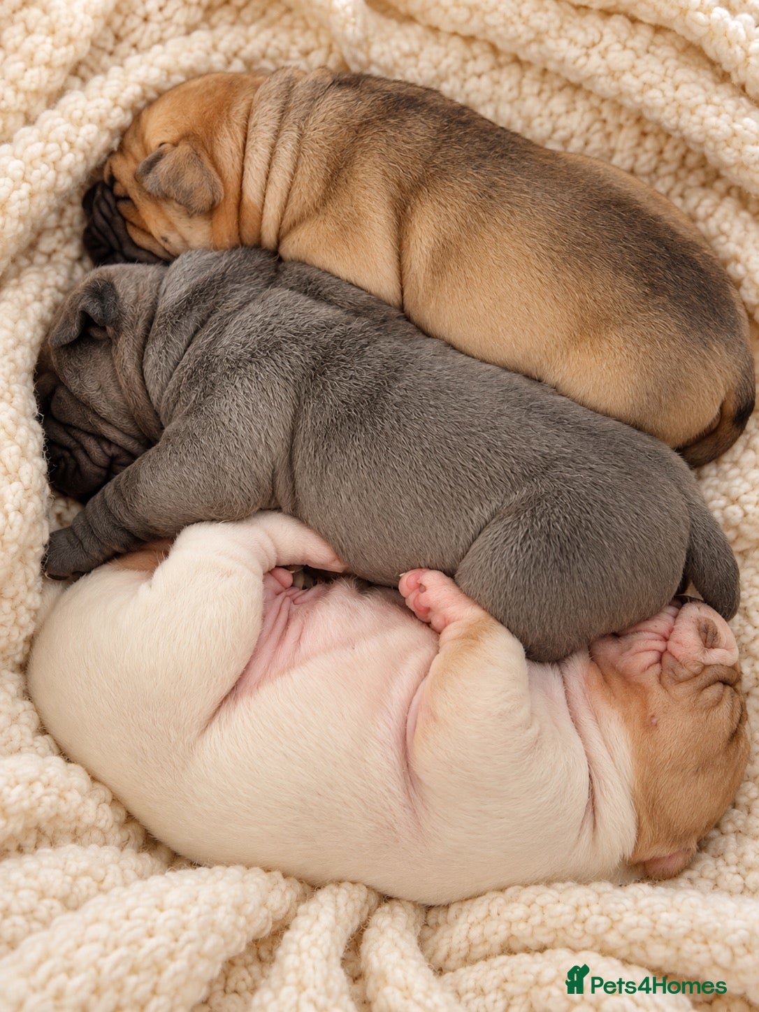 Mixed Breed dogs Stunning litter of Bull Peis  - Advert 1