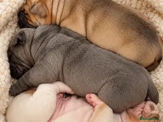 Mixed Breed dogs Stunning litter of Bull Peis - Advert 1