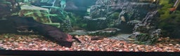 Catfish fish for sale: Complete Fish Tank Setup + Fishes - Advert 5