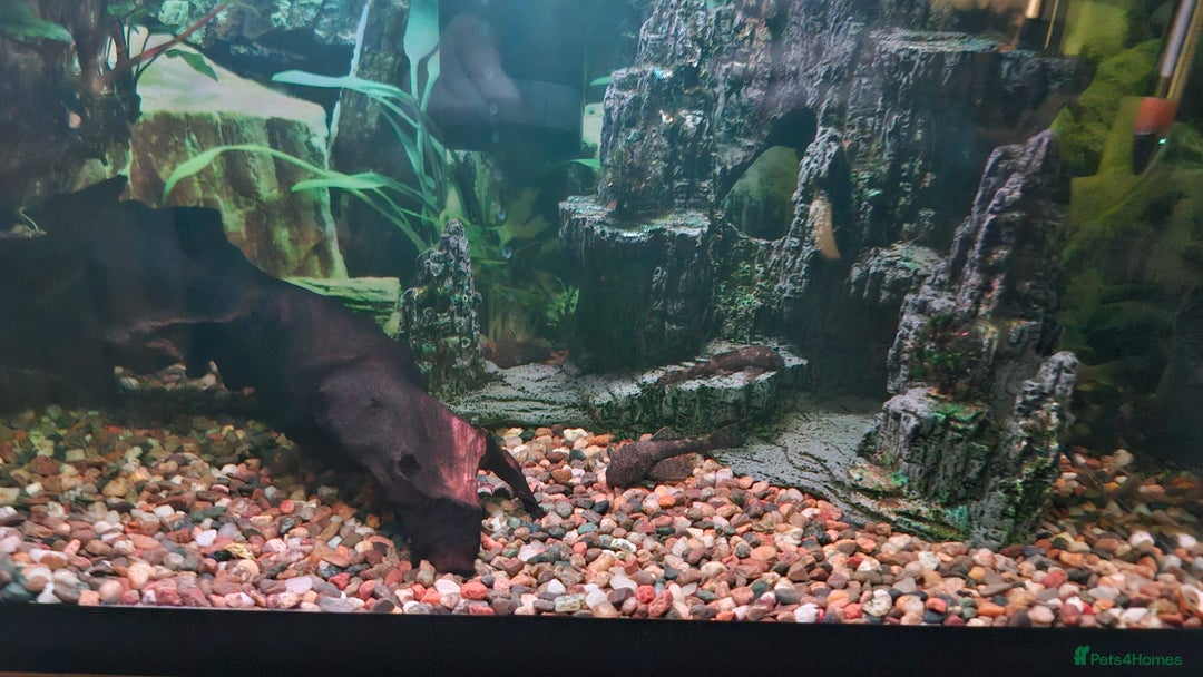 Catfish fish for sale: Complete Fish Tank Setup + Fishes - Advert 5