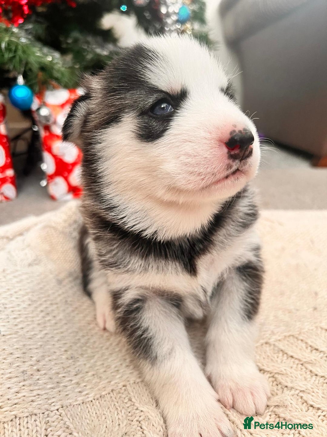 Siberian Husky dogs for sale: Siberian husky puppies x 5 - Advert 11