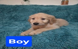 Labradoodle dogs for sale: READY NOW: Labradoodle pups (only black ones left) - Image 8