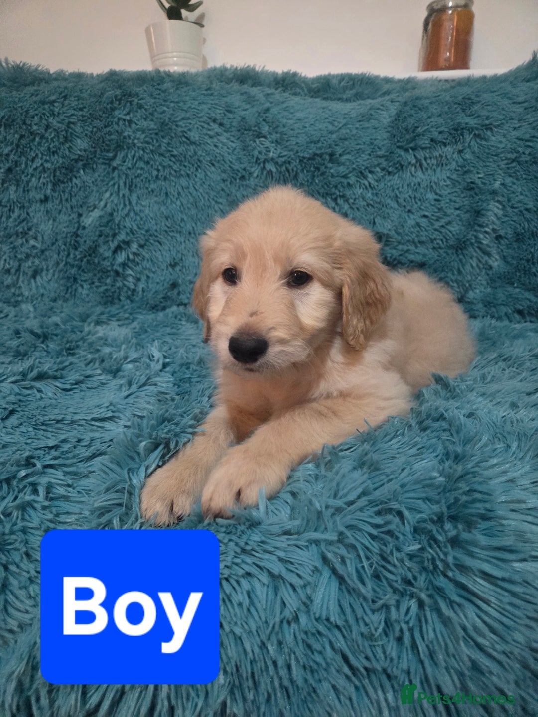 Labradoodle dogs for sale: READY NOW: Labradoodle pups (only black ones left) - Image 8