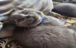 British Shorthair cats for sale: 3 FLUFFY BOY BRITISH SHORTHAIRS KITTENS READY   - Image 2