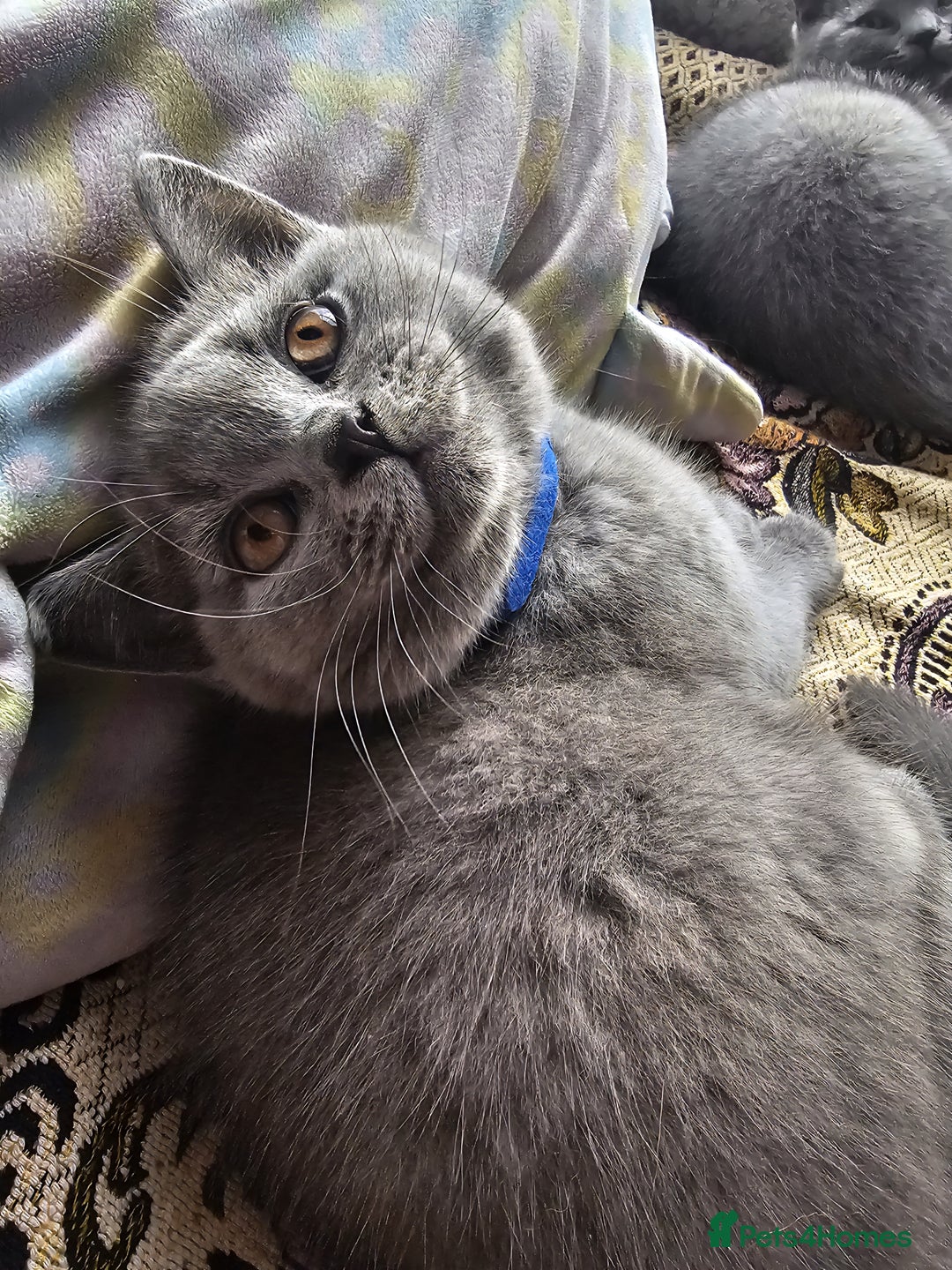 British Shorthair cats for sale: 3 FLUFFY BOY BRITISH SHORTHAIRS KITTENS READY   - Image 2