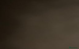 Staffordshire Bull Terrier dogs for sale: Blue staff  - Image 4