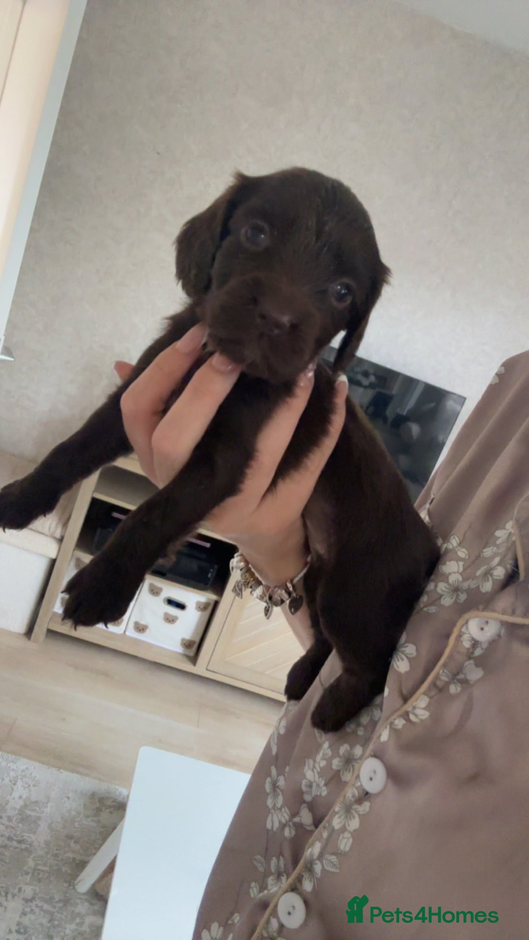 Cocker Spaniel dogs for sale: Beautiful KC working cocker spaniel puppies.  - Image 5