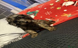 Cockapoo dogs for sale: Cockapoo puppies - Image 5