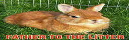 Netherland Dwarf rabbits for sale: Male & x2 Female Netherland Dwarfs Must Go! - Advert 9