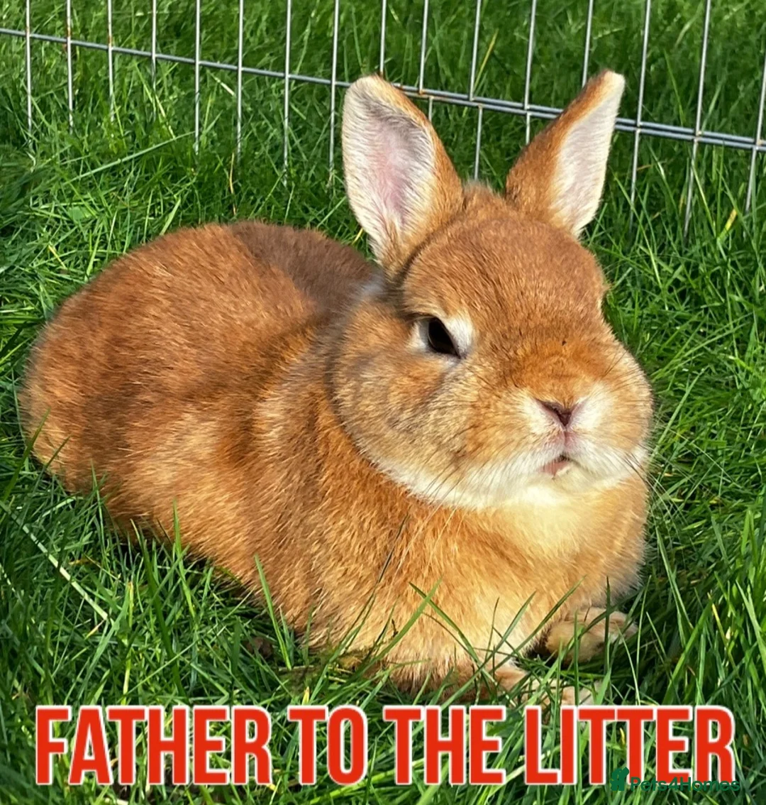 Netherland Dwarf rabbits for sale: Male & x2 Female Netherland Dwarfs Must Go! - Advert 9