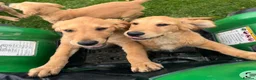 Golden Retriever dogs for sale: Beautiful KC dark gold healthy boys - Advert 18