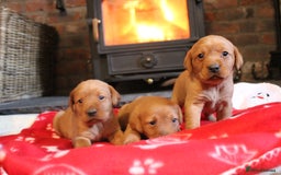 Labrador Retriever dogs for sale: 6 FOX RED LABRADORS  - Advert 9