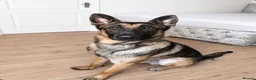 Mixed Breed dogs for sale: Belgian x German Shepherd – Loving & Energetic - Advert 2