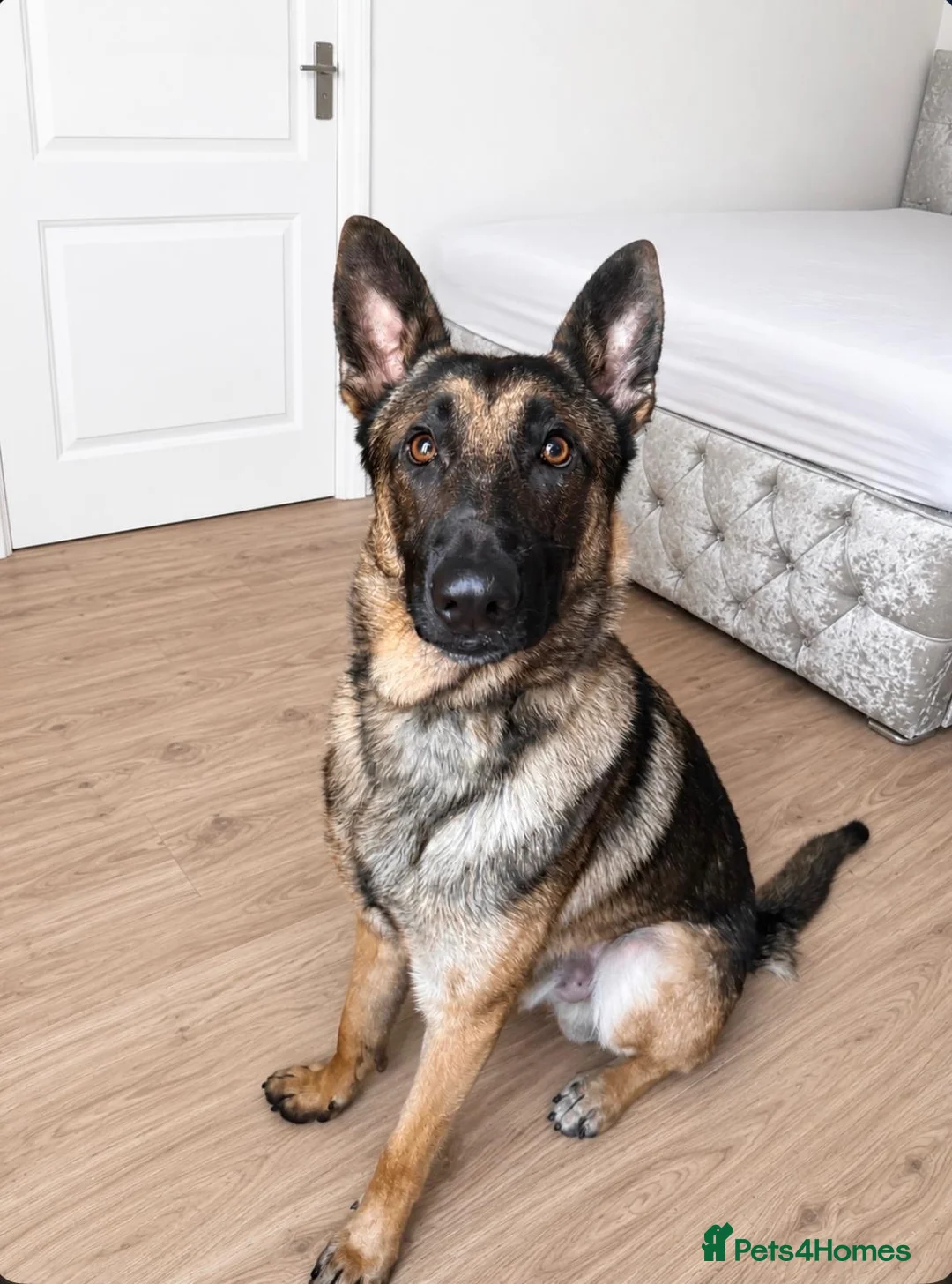 Mixed Breed dogs for sale: Belgian x German Shepherd – Loving & Energetic - Advert 2