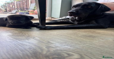Labrador Retriever dogs - Advert 1