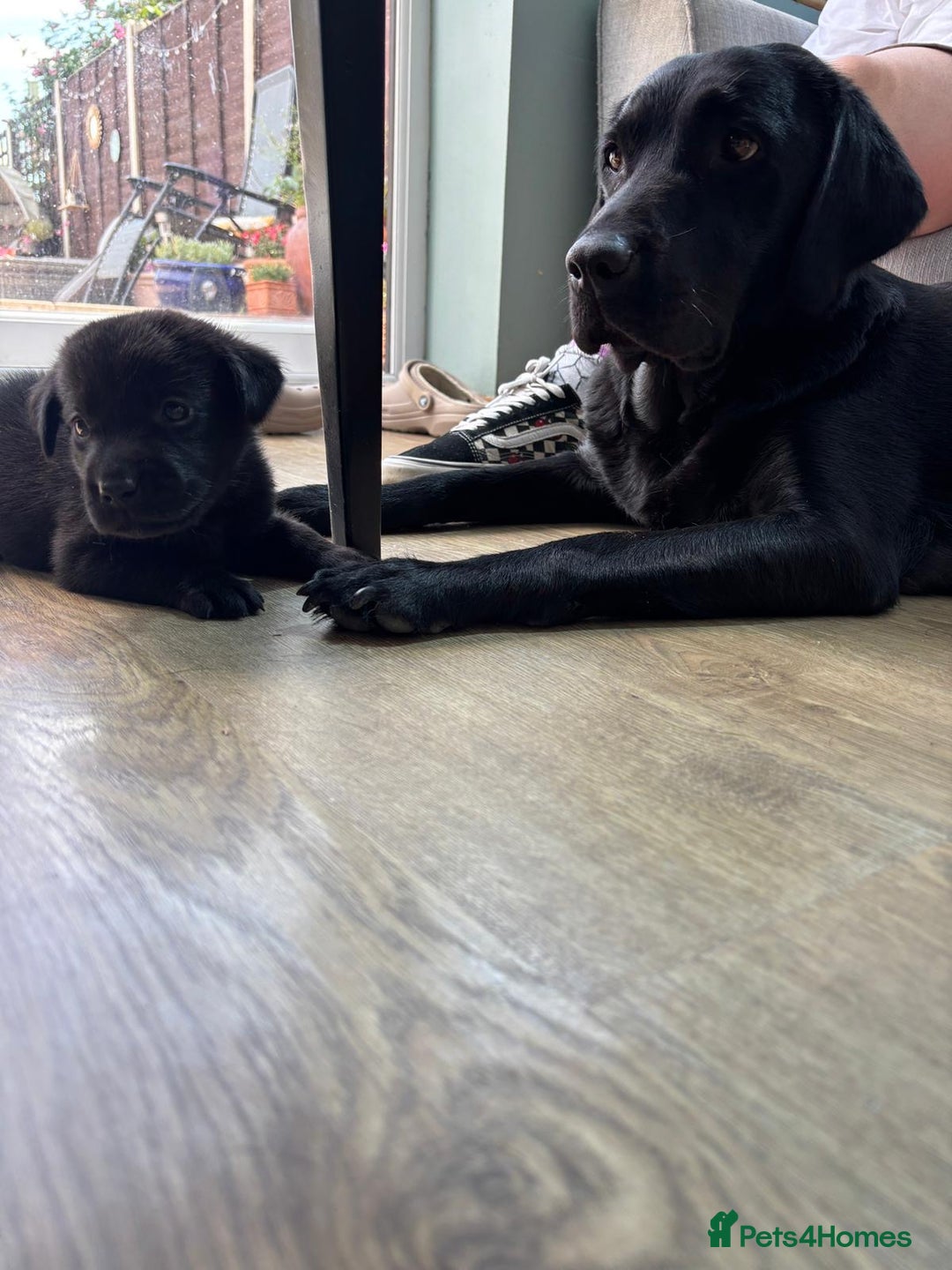 Labrador Retriever dogs for sale: 9 beautiful KC registered pedigree black lab pups - Image 3