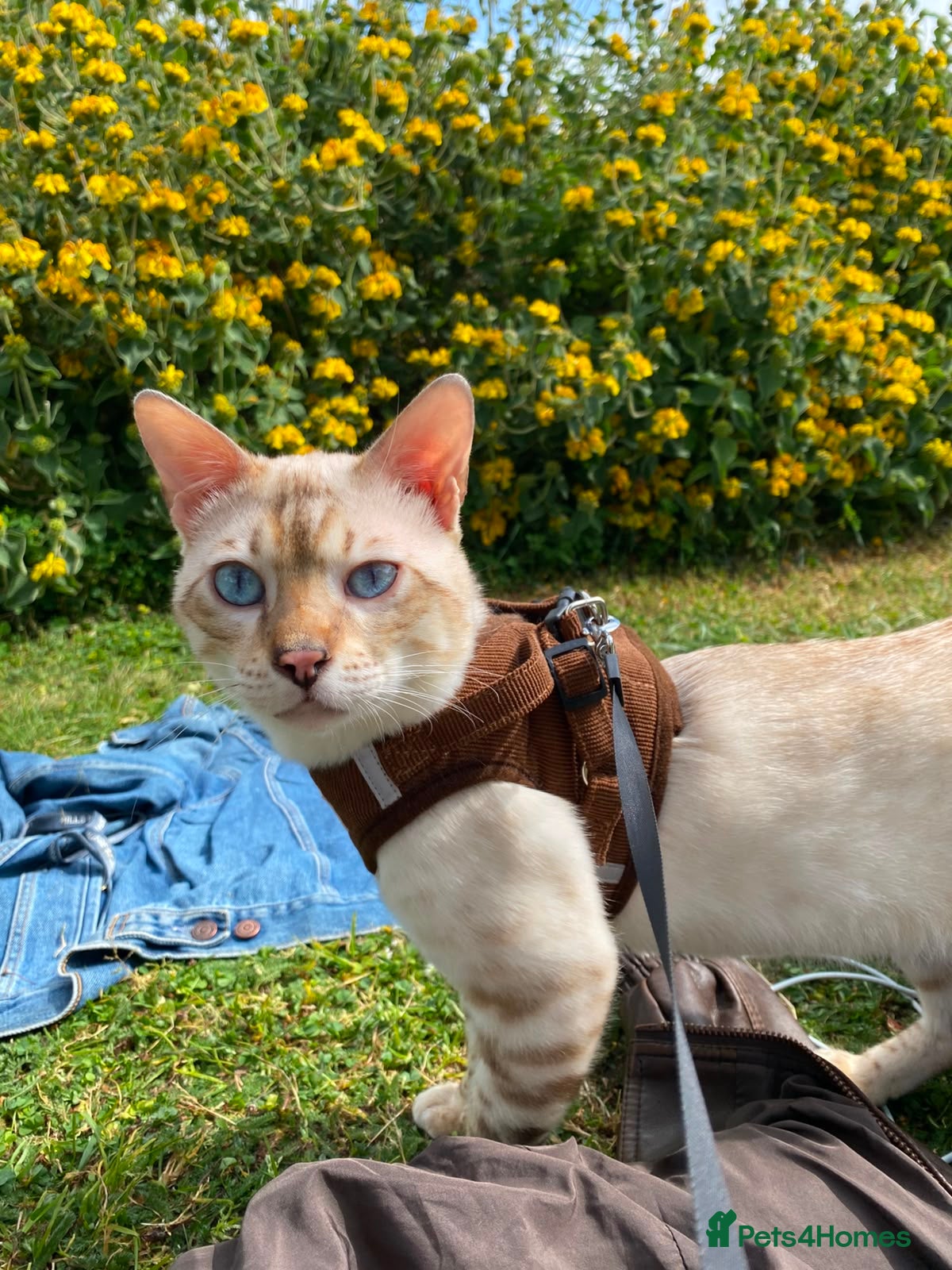 Bengal cats Male Bengal looking for some loving. - Advert 1