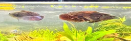 Cichlids fish for sale: Oscar Fish - Advert 5