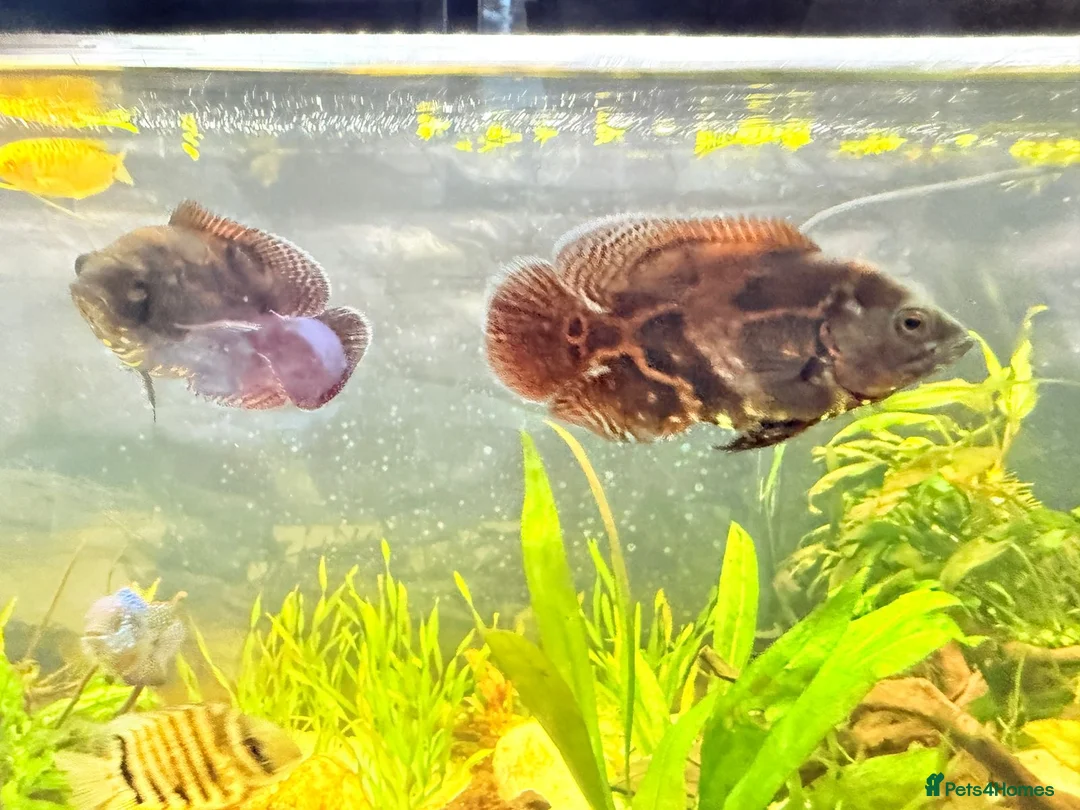 Cichlids fish for sale: Oscar Fish - Advert 5