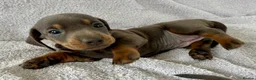 Miniature Dachshund dogs for sale: DNA Tested Mini Smooth Dachshund Pups - Advert 3