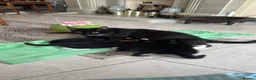 Mixed Breed cats for sale: FREE 3 Tuxedo Kittens + 1 Black kitten 4 Adpotion - Advert 1