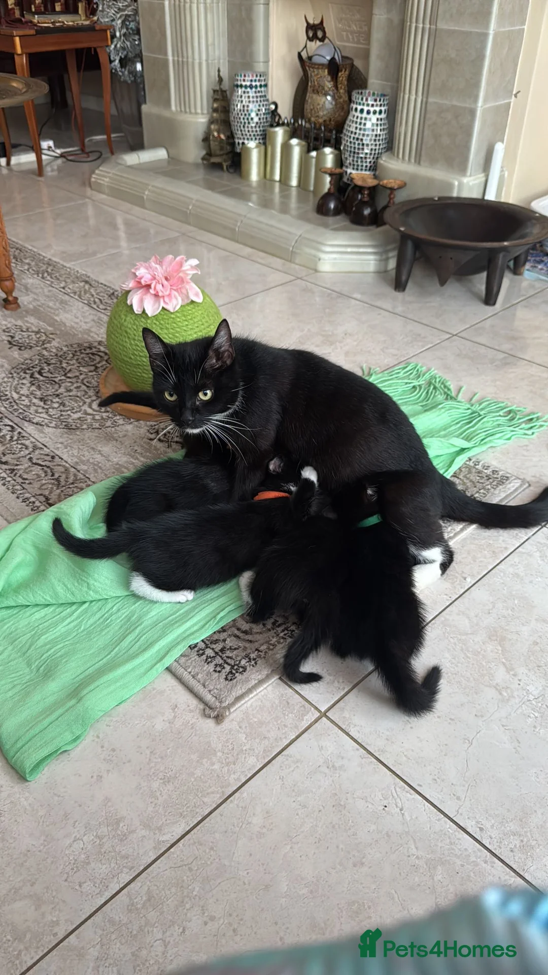 Mixed Breed cats for sale: FREE 3 Tuxedo Kittens + 1 Black kitten 4 Adpotion - Advert 1