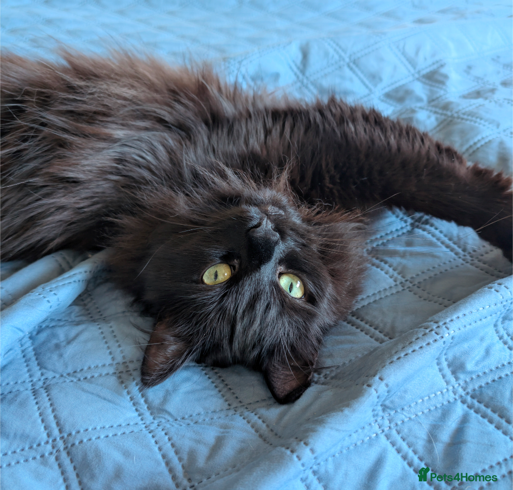 Ragdoll cats Handsome black Male Ragdoll Mix - Advert 3