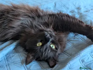 Ragdoll cats Handsome black Male Ragdoll Mix - Advert 3