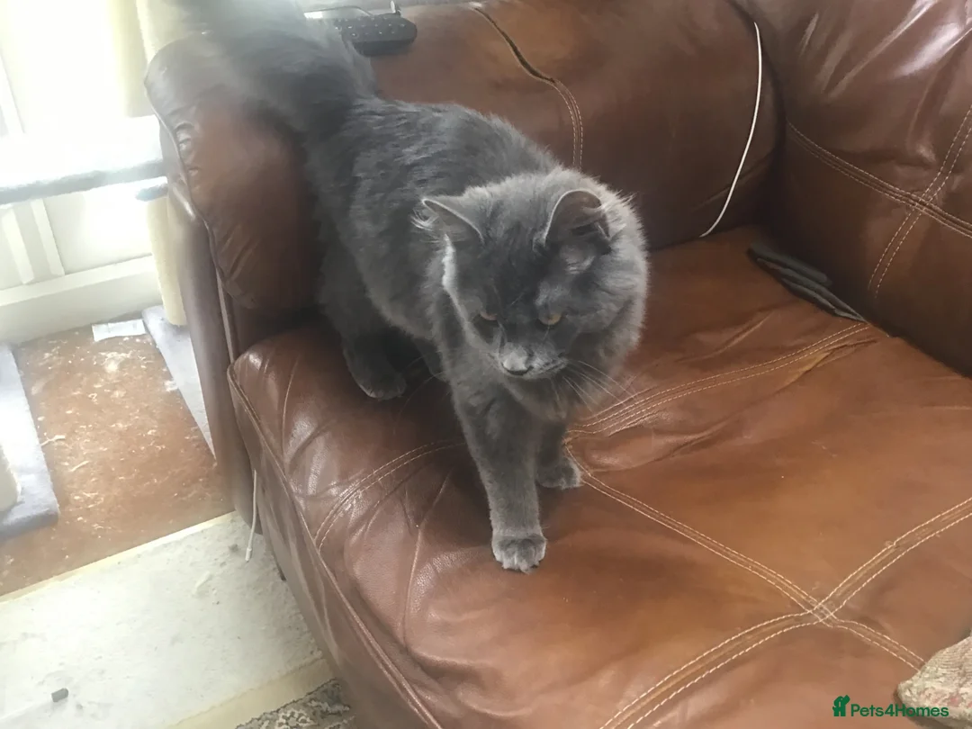 Maine Coon cats for sale: Beautiful TICA reg girl  - Advert 4