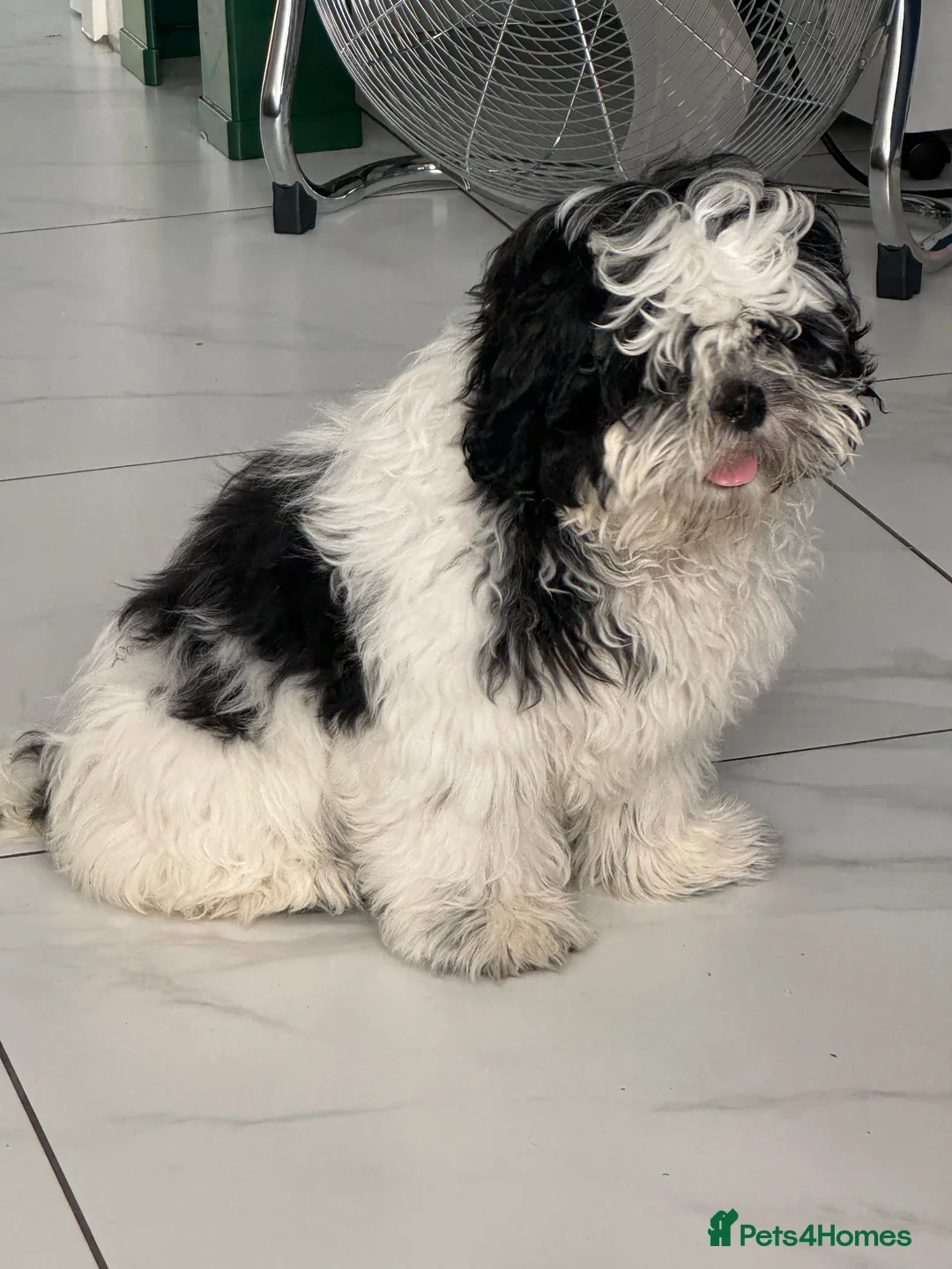 Shih Tzu dogs for sale: Female  - Advert 2