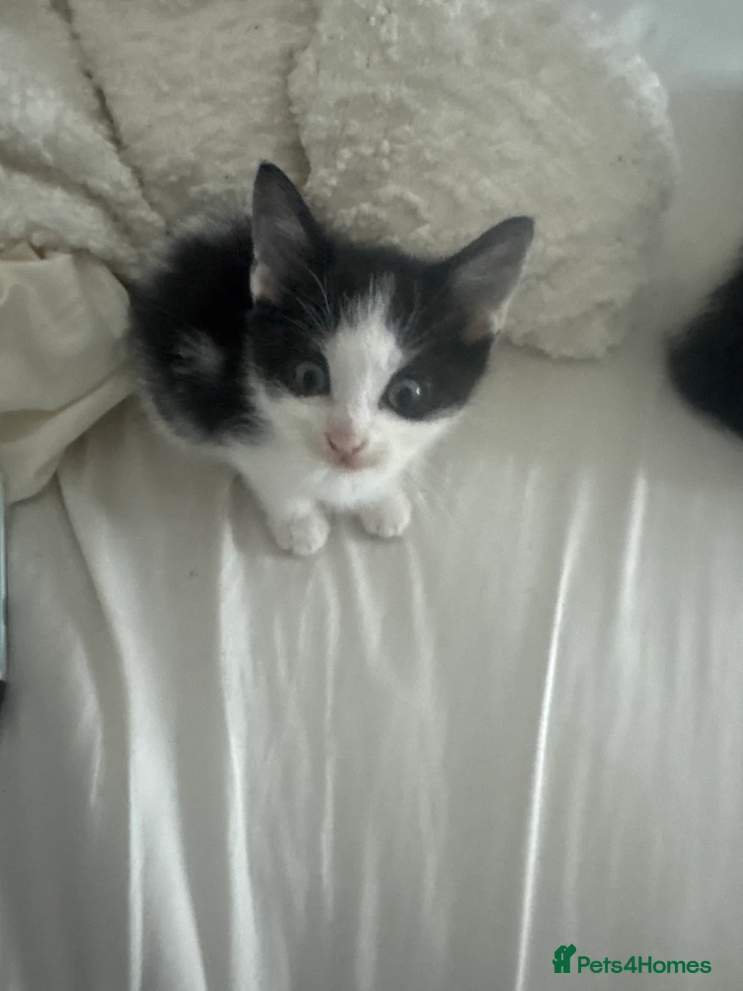 Mixed Breed cats for sale: 3 kittens ready to go asap  in Crumlin - Advert 2