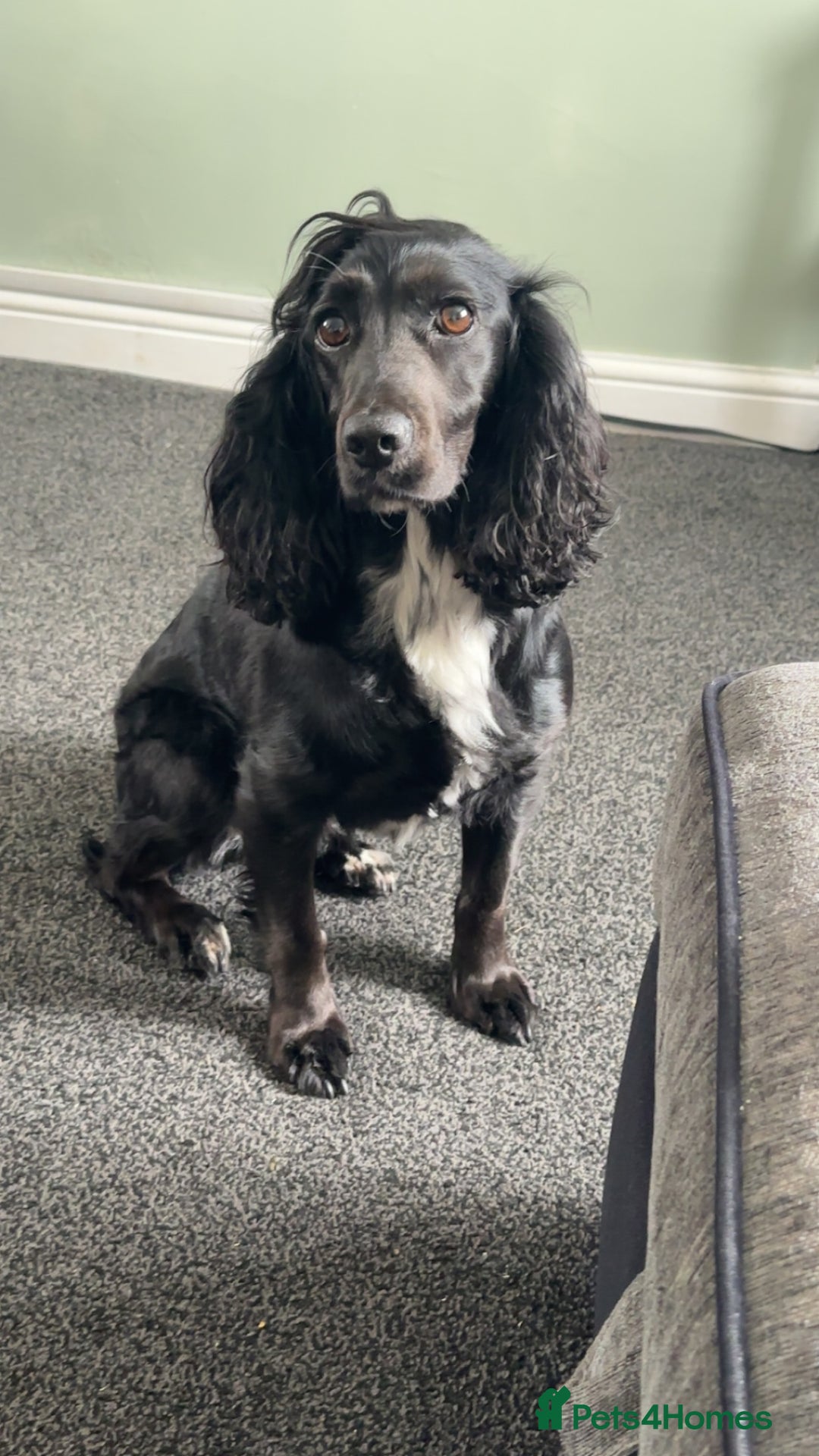 Cocker Spaniel dogs for sale: Working Cocker Spaniels - Advert 2