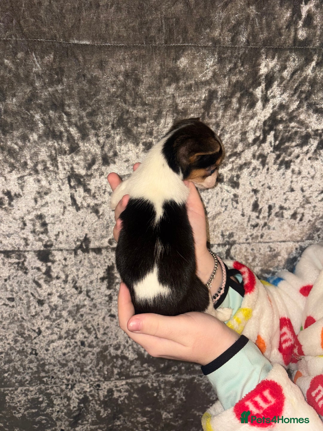 Mixed Breed dogs for sale: 3 beautiful puppies  - Advert 4