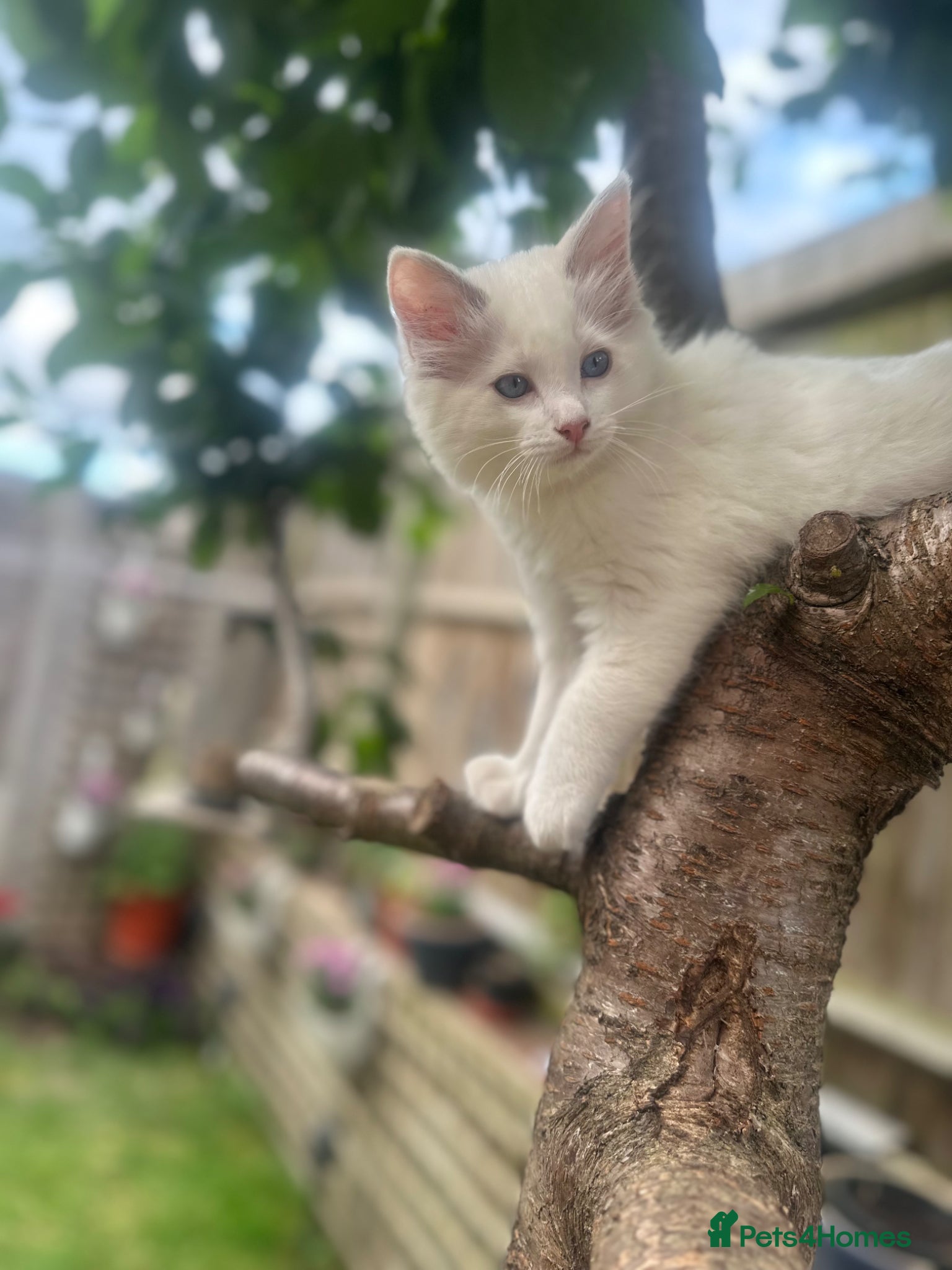 Mixed Breed cats Ragdoll Siamese Kittens - Advert 8