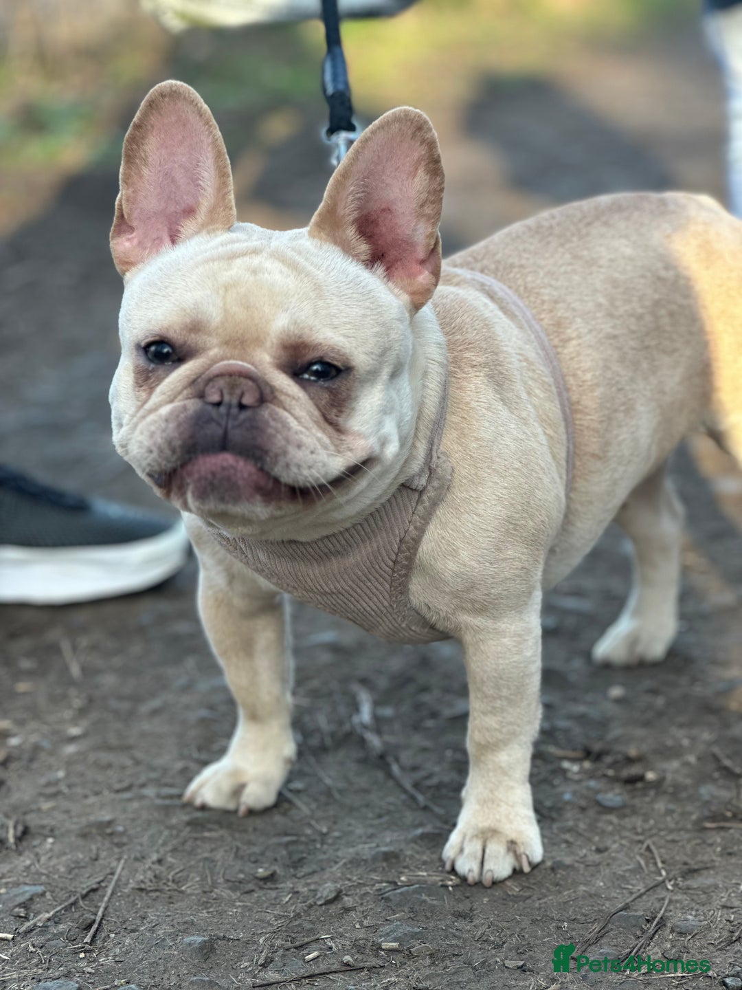French Bulldog dogs for sale: French bulldog - Image 8