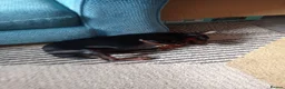 Miniature Pinscher dogs for sale: Male Miniature pinscher for sale - Advert 3