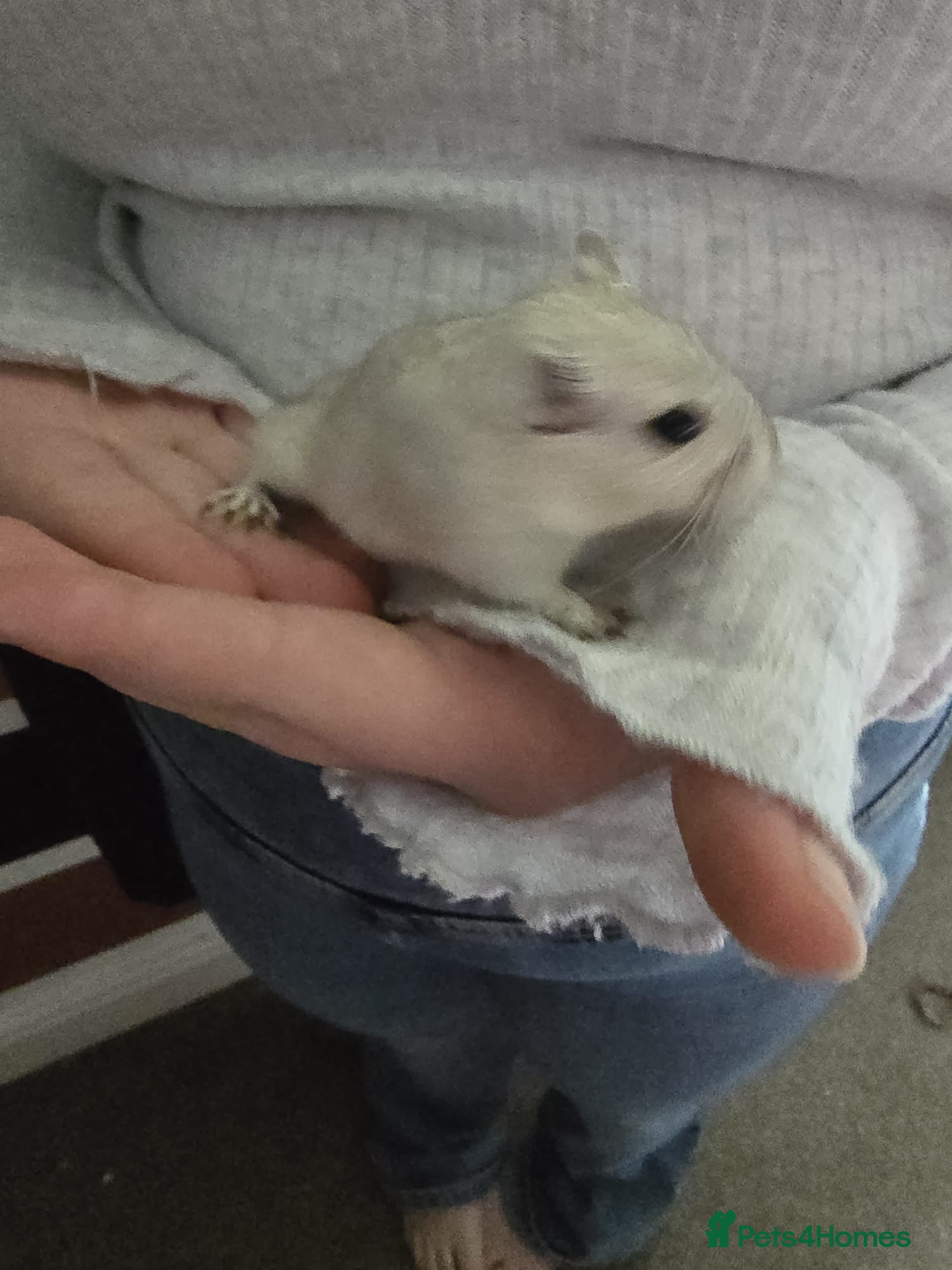 Gerbil rodents Free female gerbils - Advert 12