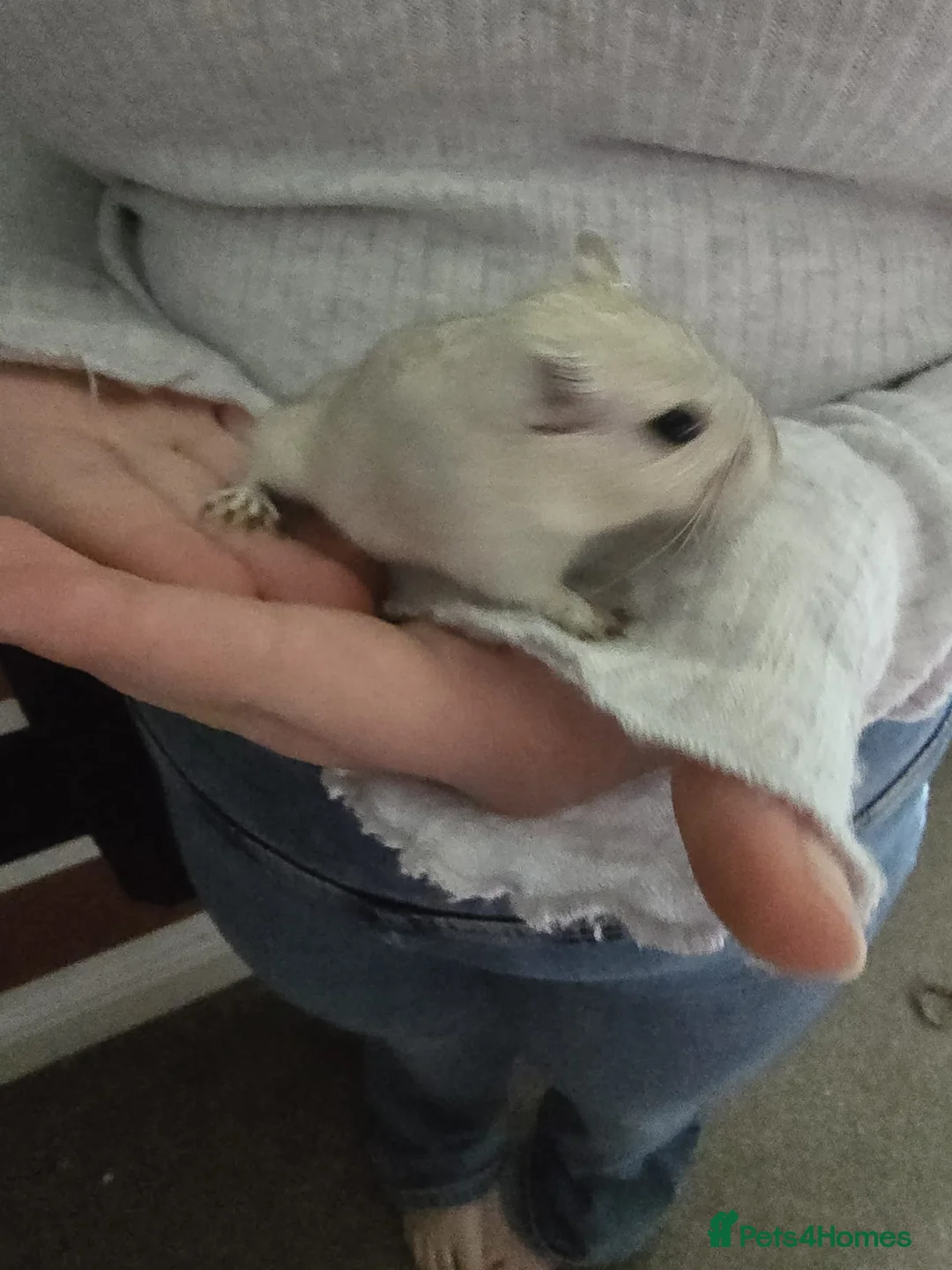 Gerbil rodents for sale: Free female gerbils - Advert 1