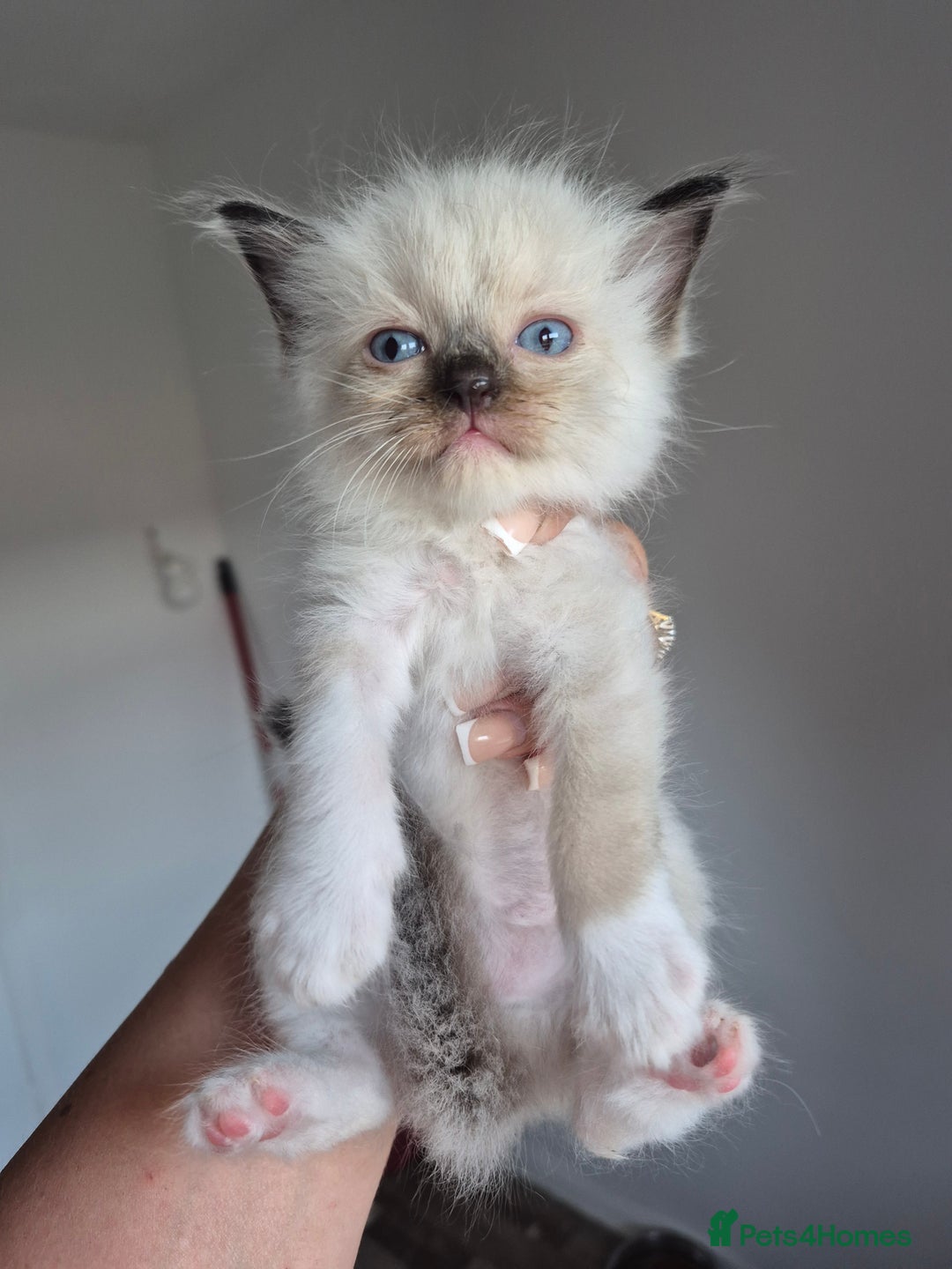 Ragdoll cats for sale: Seal and lynx point mitted kittens - Image 3