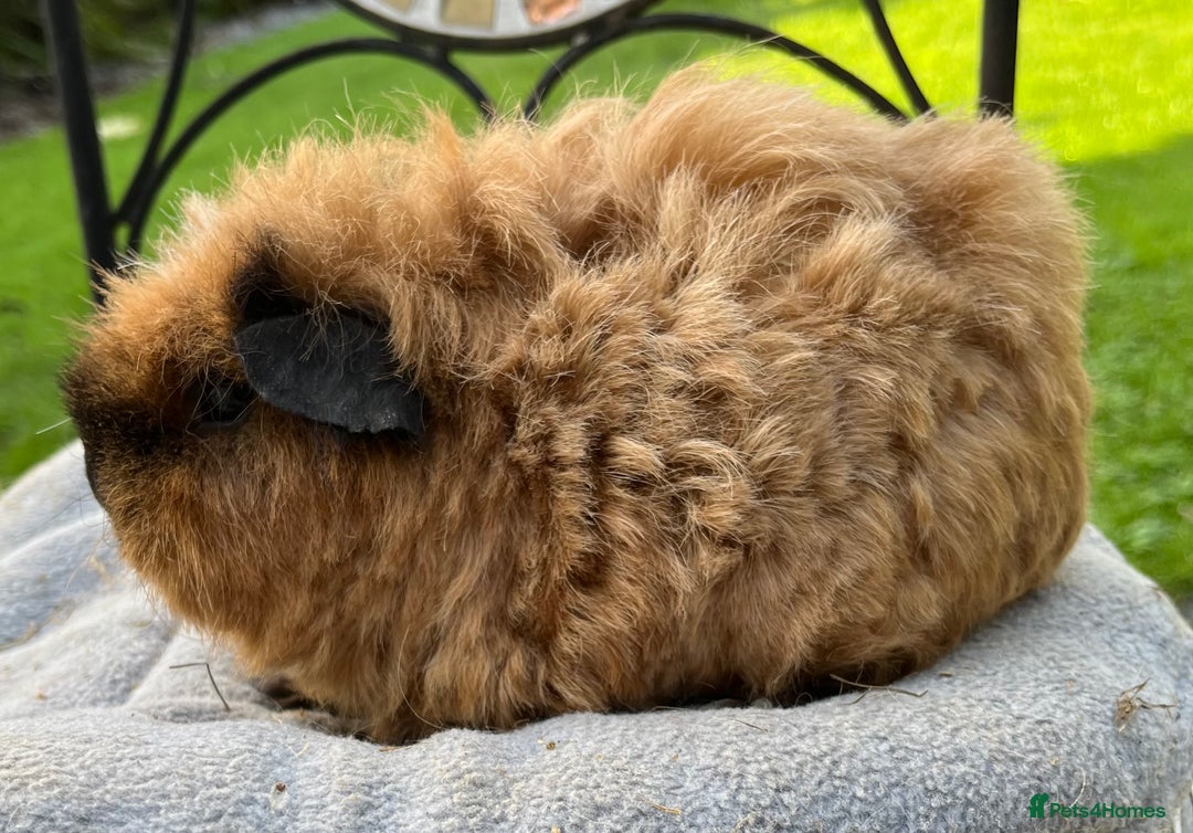 Guinea Pig rodents for sale: Female guinea pigs - Advert 10