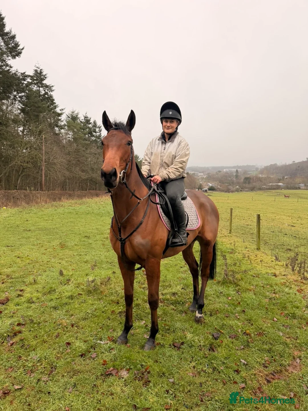 English Thoroughbred horses for sale: Bella bay 3 year old filly - Advert 6